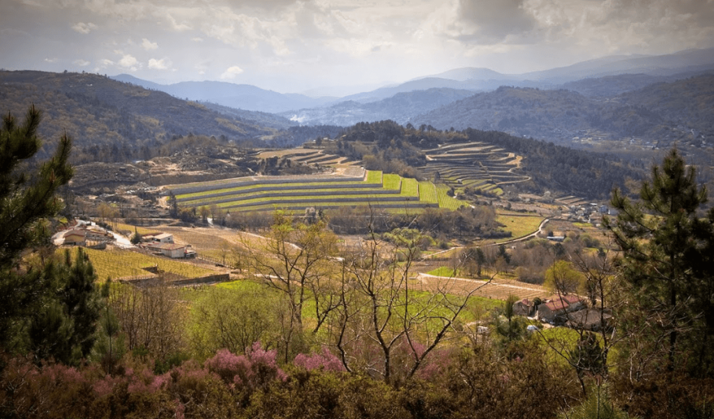 Bodega Coto de Gomariz Logo