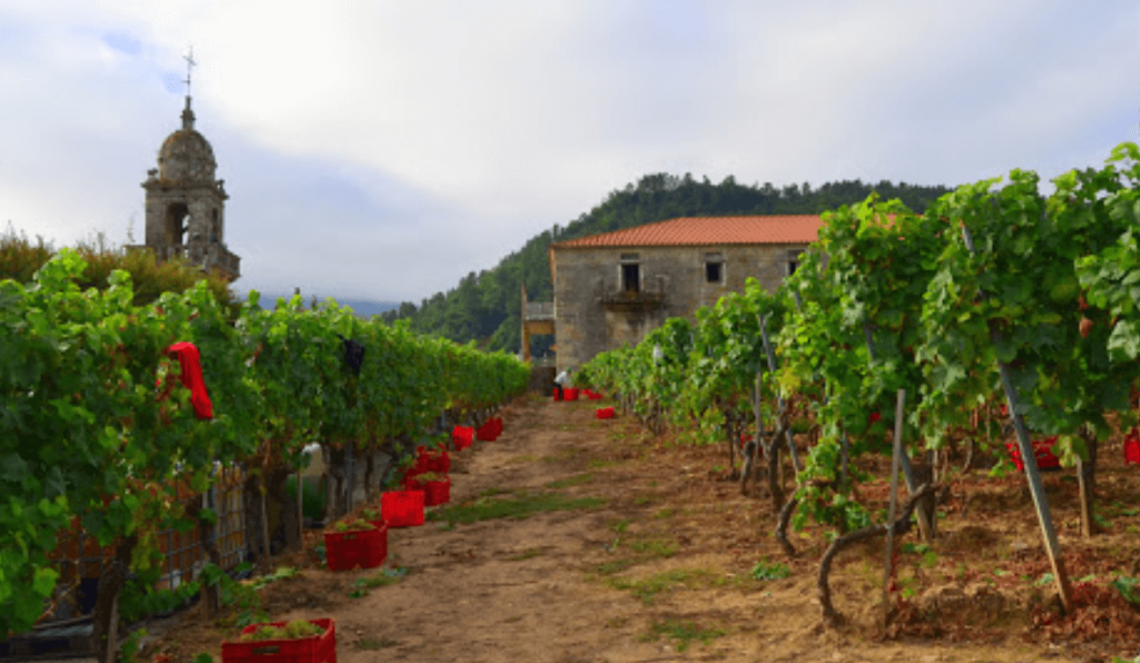 Bodega Viña do Campo