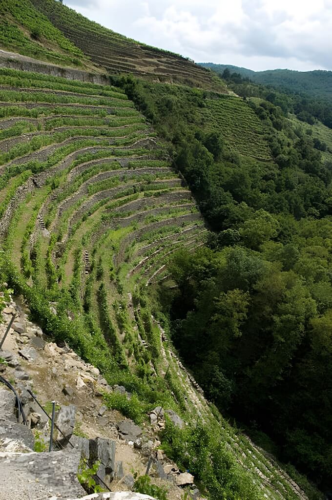 Imagen tipo de uva