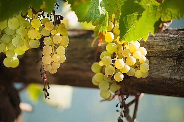 uva-albariño