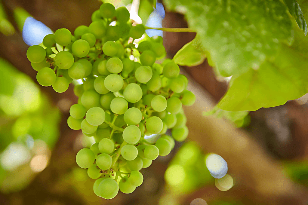 uva-godello