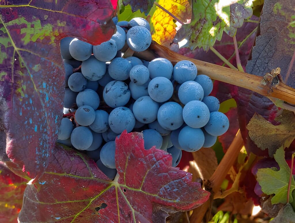 uva-mencia